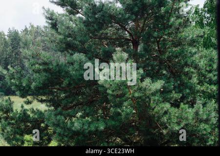 Un fitto pino si erge in modo prominente e i suoi aghi verdi vivaci riempiono la cornice. Altri alberi possono essere visti sullo sfondo della foresta soleggiata. Foto Stock