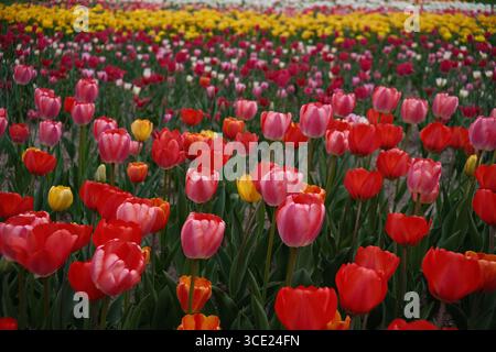 Campo di tulipani colorati in piena fioritura con fiori rossi, rosa, gialli e arancioni che crescono a stretto contatto durante la stagione primaverile Foto Stock