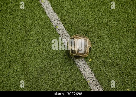Vecchio pallone da calcio che poggia sulla linea di marcatura artificiale del campo da erba all'aperto Foto Stock