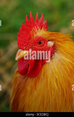 Con un vivace piumaggio dorato e una cresta rosso acceso, questo ritratto di gallo evidenzia i dettagli fini e autentici della vita in fattoria a pascolo libero Foto Stock