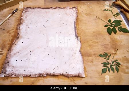 Un progetto erbario creativo che mostra l'intero processo di conservazione e sistemazione dei fiori pressati su carta fatta a mano, dallo stoccaggio in una scatola di legno ad un Foto Stock