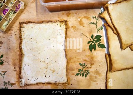 Un progetto erbario creativo che mostra l'intero processo di conservazione e sistemazione dei fiori pressati su carta fatta a mano, dallo stoccaggio in una scatola di legno ad un Foto Stock