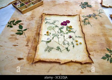 Un progetto erbario creativo che mostra l'intero processo di conservazione e sistemazione dei fiori pressati su carta fatta a mano, dallo stoccaggio in una scatola di legno ad un Foto Stock