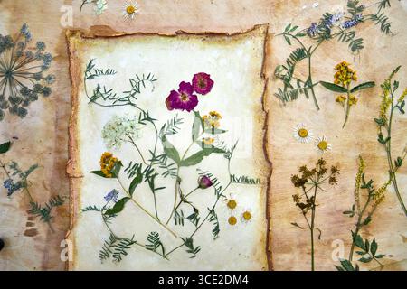 Un progetto erbario creativo che mostra l'intero processo di conservazione e sistemazione dei fiori pressati su carta fatta a mano, dallo stoccaggio in una scatola di legno ad un Foto Stock