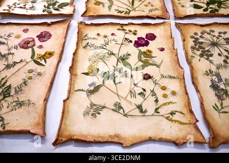 Un progetto erbario creativo che mostra l'intero processo di conservazione e sistemazione dei fiori pressati su carta fatta a mano, dallo stoccaggio in una scatola di legno ad un Foto Stock