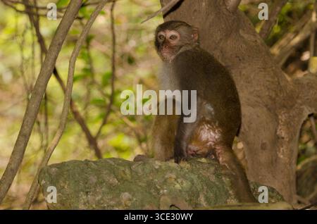Rhesus macaque Macaca mulatta siamica. Penisola di Son tra. Da Nang. Vietnam. Foto Stock