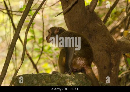 Rhesus macaque Macaca mulatta siamica. Penisola di Son tra. Da Nang. Vietnam. Foto Stock