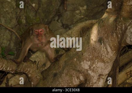 Femmina rhesus macaque Macaca mulatta siamica. Penisola di Son tra. Da Nang. Vietnam. Foto Stock