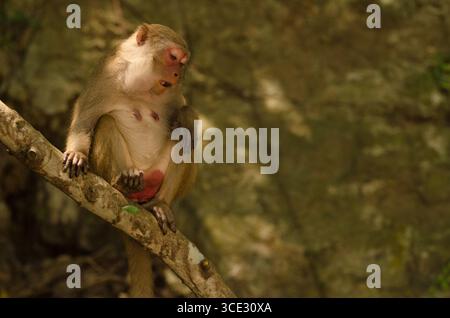 Femmina rhesus macaque Macaca mulatta siamica. Penisola di Son tra. Da Nang. Vietnam. Foto Stock