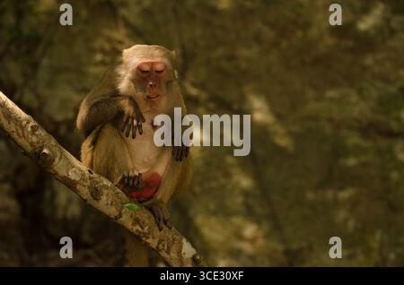Femmina rhesus macaque Macaca mulatta siamica. Penisola di Son tra. Da Nang. Vietnam. Foto Stock