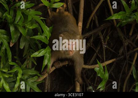 Maschio rhesus macaque Macaca mulatta siamica. Penisola di Son tra. Da Nang. Vietnam. Foto Stock