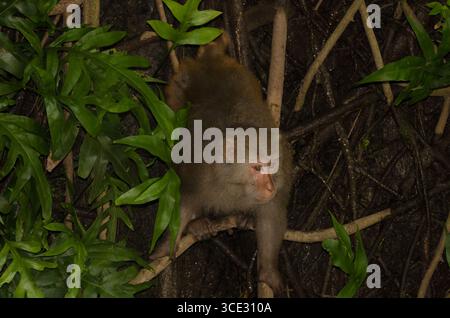 Maschio rhesus macaque Macaca mulatta siamica. Penisola di Son tra. Da Nang. Vietnam. Foto Stock