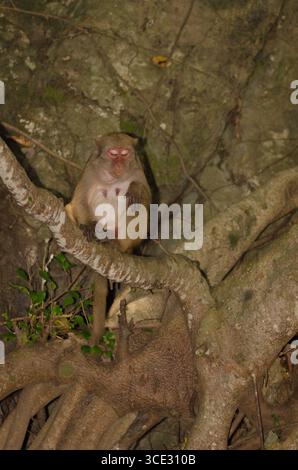 Femmina rhesus macaque Macaca mulatta siamica. Penisola di Son tra. Da Nang. Vietnam. Foto Stock