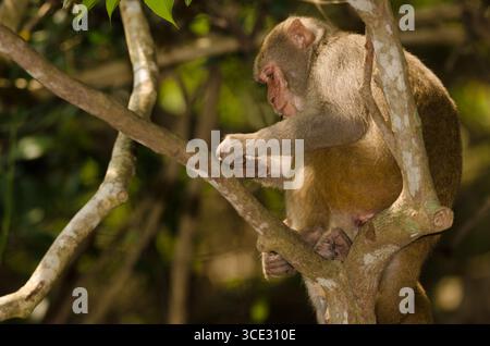 Rhesus macaque Macaca mulatta siamica. Penisola di Son tra. Da Nang. Vietnam. Foto Stock