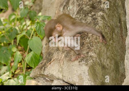 Neonato di rhesus macaque Macaca mulatta siamica. Penisola di Son tra. Da Nang. Vietnam. Foto Stock