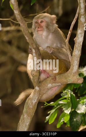 Rhesus macaque Macaca mulatta siamica. Penisola di Son tra. Da Nang. Vietnam. Foto Stock