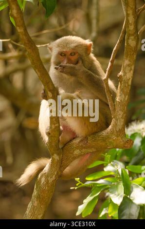 Rhesus macaque Macaca mulatta siamica. Penisola di Son tra. Da Nang. Vietnam. Foto Stock