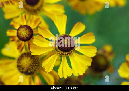 Helenium autumnale, fiori comuni di starnuti nel giardino estivo Foto Stock