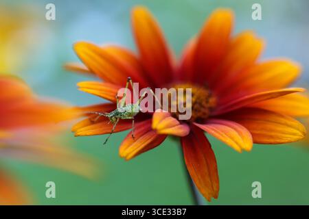 katydid su un bellissimo fiore arancio a occhio di bue nel giardino Foto Stock