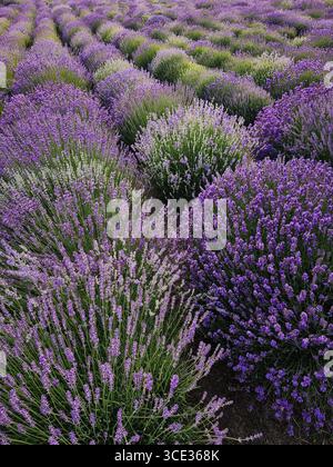 Campo di lavanda. Infinite file di cespugli di lavanda in fiore viola.l Foto Stock