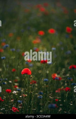 Single Red Poppy Standing Tall in a Meadow of Blue e Red Wildflowers Foto Stock