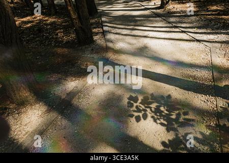 Ombre di alberi e luce arcobaleno su un percorso Foto Stock