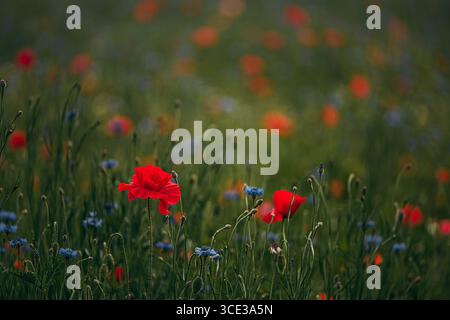 Papaveri rossi e fiori di corno blu che fioriscono in un campo di fiori selvatici Foto Stock