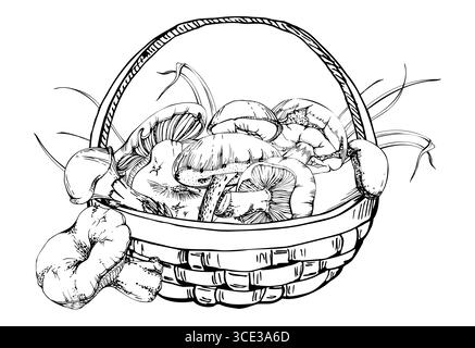 Cestino di funghi raccolti, raccolta forestale autunnale di bolete russula webcap funghi cappuccino, lame d'erba, ingrediente crudo commestibile per la cottura vegan Illustrazione Vettoriale