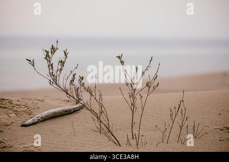 Piante di dune sparse e paludi sulla spiaggia sabbiosa Foto Stock