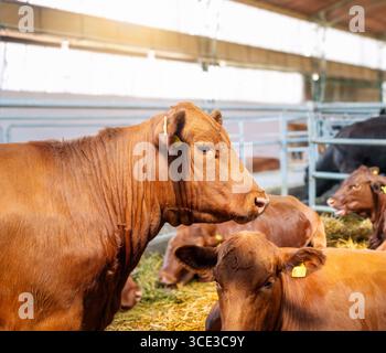 Mucche brune nel fienile della moderna fattoria di bestiame. Benessere degli animali in agricoltura. Foto Stock