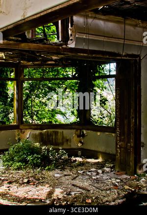 Una vista interna di un edificio abbandonato, con una finestra che si affaccia sul lussureggiante verde. La struttura dell'edificio sta decadendo, con travi a vista e peeli Foto Stock