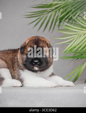Cane disteso con zampe anteriori allungate, morbido cappotto di bianco, marrone e nero sotto luce soffusa. Foto Stock