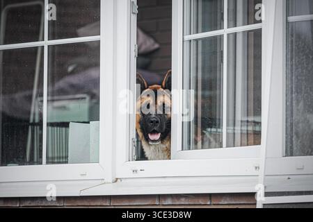 Cane adulto che guarda fuori dalla finestra aperta, camice marrone e nero con marcature bianche, bocca aperta. Foto Stock