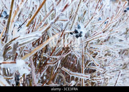 Bacche nere congelate sui cespugli in inverno Foto Stock