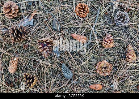 I coni si trovano a terra con aghi di pino essiccati. Foto Stock