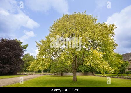 Liriodendron tulipifera - anche l'albero dei tulipani è l'albero più alto della foresta decidua temperata. Foto Stock