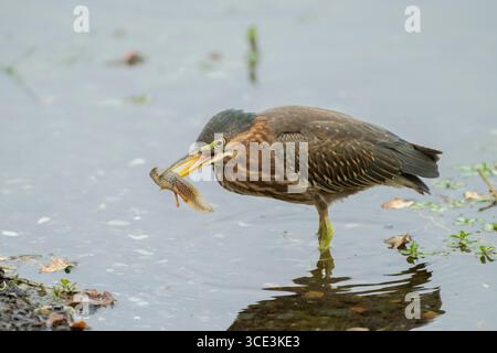 Immaturo Green Heron (Butorides virescens) con il tadpole catturato in uno stagno, Sacramento County, California, USA Foto Stock