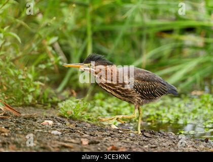 Immaturo Green Heron (Butorides virescens) in un laghetto, Sacramento County, California, USA Foto Stock