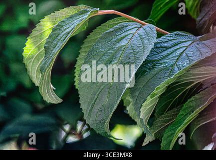Foto ravvicinata di piante e foglie di alberi Foto Stock