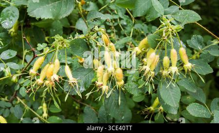 Specie di rosa, probabilmente Rosa moyesii, Rosa davidii o Rosa fedtschenkoana. Foto Stock