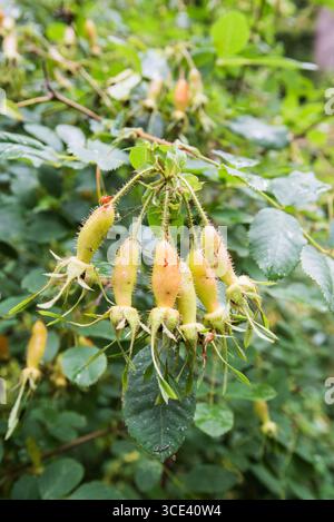 Specie di rosa, probabilmente Rosa moyesii, Rosa davidii o Rosa fedtschenkoana. Foto Stock