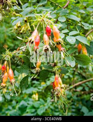 Specie di rosa, probabilmente rosa moyesii, rosa davidii o rosa fedtschenkoana.- con fianchi a forma di bottiglia (non ancora completamente rossi). Foto Stock