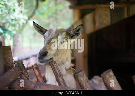 Capra che guarda attraverso la recinzione di legno nel fienile Foto Stock