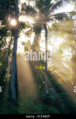 Magica profonda foresta di nebbia. Parco. Bella scena Misty Vecchia Foresta con raggi solari, ombre e nebbia Foto Stock