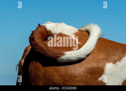 Primo piano della coda di una mucca con un ricciolo distintivo, adagiato su un cielo blu brillante. Ciò sottolinea la bellezza della natura e dell'allevamento rurale in a Foto Stock