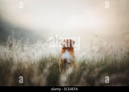 Un bellissimo cane toller dorato e mercantile corre attraverso i campi di fiori all'alba, un animale felice che si diverte a passeggiare nel lussureggiante parco verde la mattina di sole Foto Stock