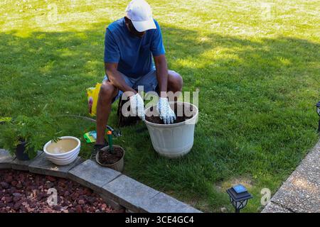 Un uomo di colore che ha infilato una pianta di citronella in una piantatrice Foto Stock