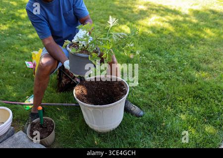 Un uomo di colore che ha infilato una pianta di citronella in una piantatrice Foto Stock