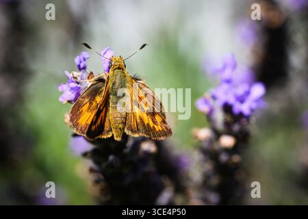 Skipper Woodland Ochlodes sylvanoides con ali spalmate sulla lavanda in fiore da vicino Foto Stock