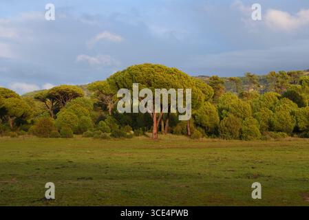 Questa foresta di pini, scattata in inverno, è stata bruciata dopo l'incendio della foresta dell'estate 2025. La pineta è vicina alla città di Las Navas del Foto Stock